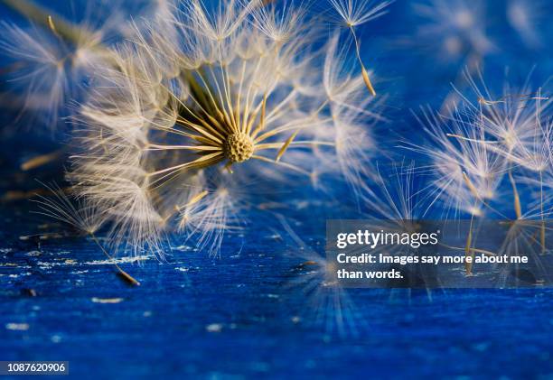 a macro of a dandelion spreading its seeds over blue background. - indischer subkontinent abstammung stock-fotos und bilder