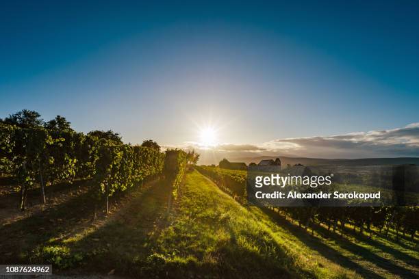 sunset in the vineyards of alsace, summer - bas rhin stock-fotos und bilder
