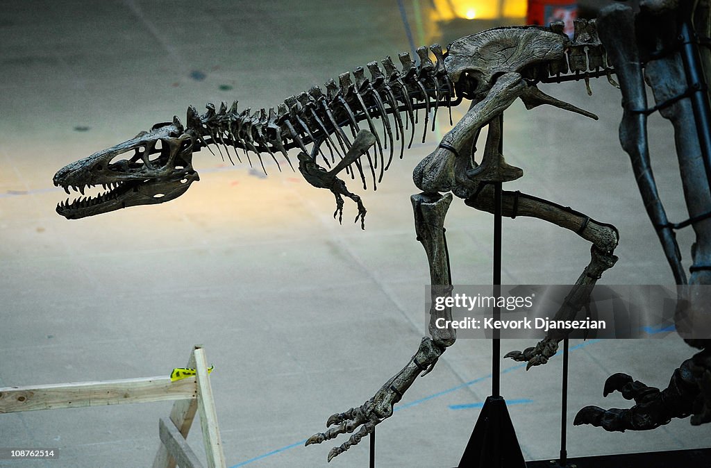 Natural History Museum of L.A. Prepares New Centerpiece For Dinosaur Hall