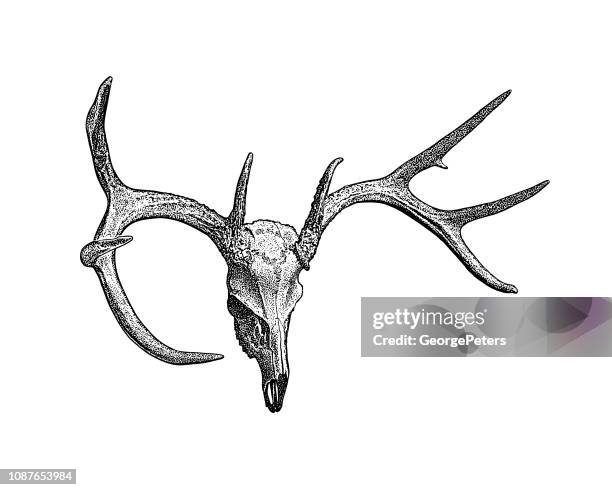 deer skull and antlers - deer skull stock illustrations
