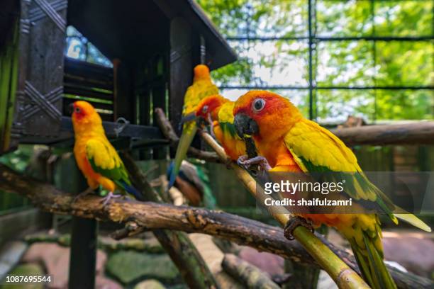 sun conure parrot birds on the branch - volière stockfoto's en -beelden