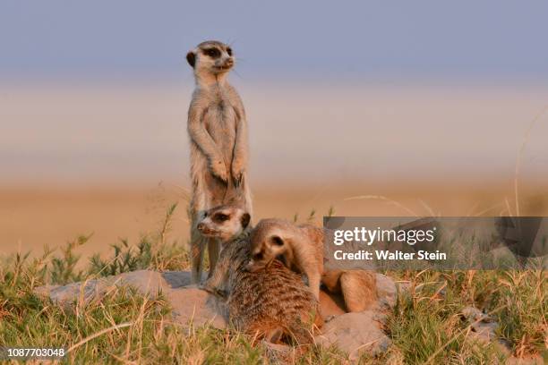 bostwana's meerkat #01 - erdmännchen stock-fotos und bilder