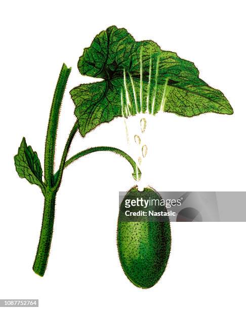 ecballium elaterium (squirting gurke oder explodierende gurke) - cucumber leaves stock-grafiken, -clipart, -cartoons und -symbole