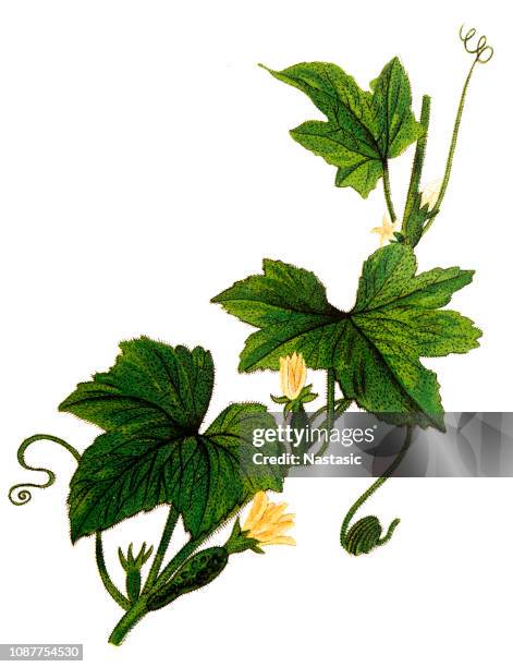 cucumber (cucumis sativus) - ivy leaf stock illustrations