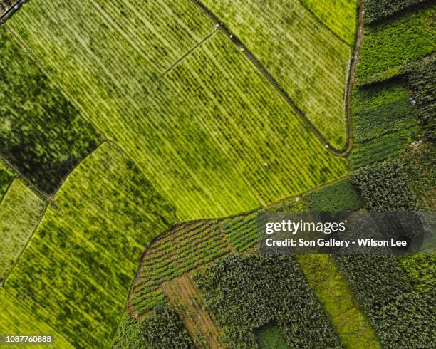 farm grid in china - 中国 stock pictures, royalty-free photos & images