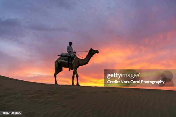 an indian man with camel at thar desert during sunset - kamel bildbanksfoton och bilder