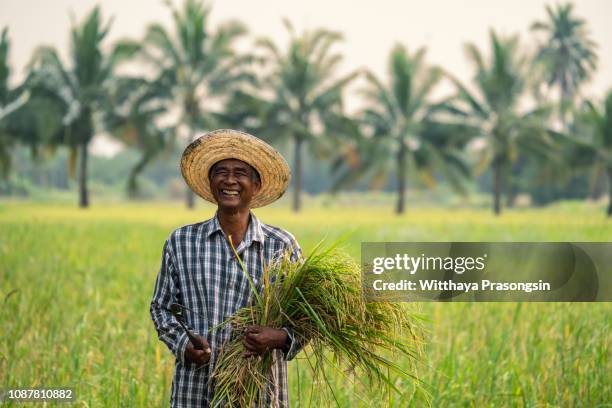 thai male farmers who are happy to harvest rice in rural thailand - indonesian farmer fotografías e imágenes de stock