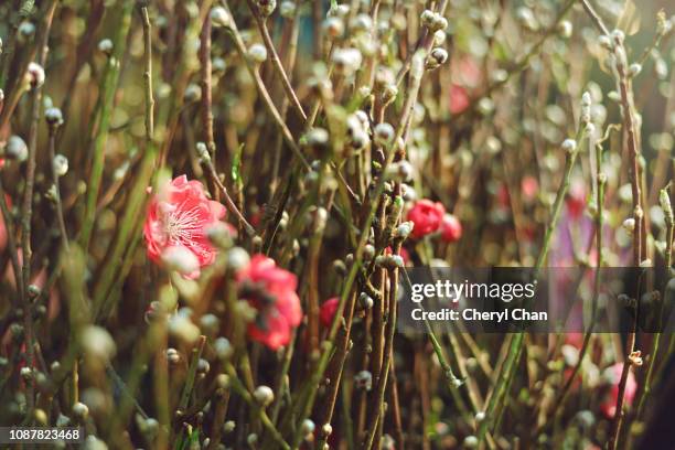 chinese new year peach blossom - fiore di pesco foto e immagini stock