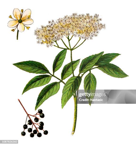 sambucus nigra ,elder, elderberry, black elder, european elder, european elderberry and european black elderberry - flower-petals-background stock illustrations