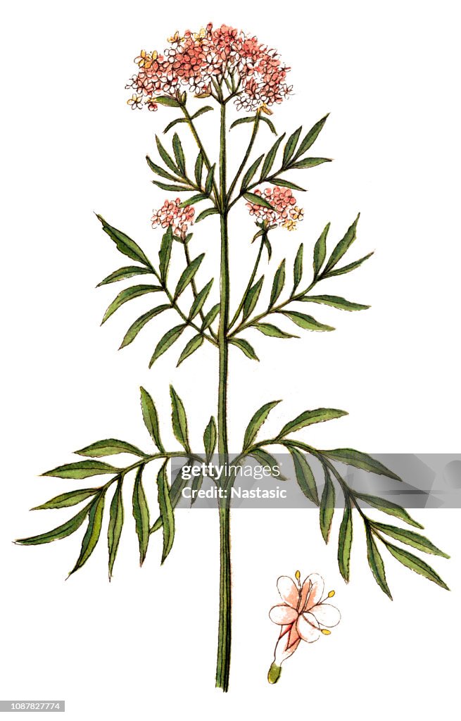 Valerian (Valeriana officinalis)