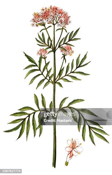 valerian (valeriana officinalis) - valeriana officinalis stock illustrations
