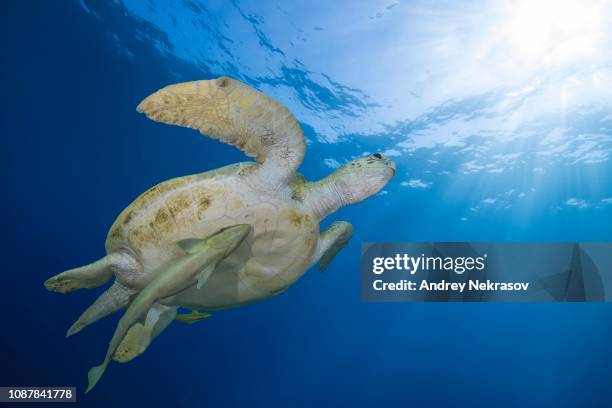 green sea turtle (chelonia mydas) with live sharksucker (echeneis naucrates) swim in the blue water, red sea, marsa alam, egypt - echeneis remora stock pictures, royalty-free photos & images