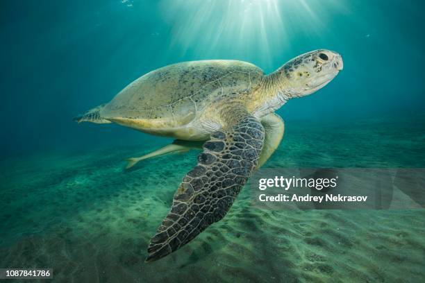 green sea turtle (chelonia mydas) with live sharksucker (echeneis naucrates) swim in the blue water, red sea, marsa alam, egypt - echeneis remora stock pictures, royalty-free photos & images