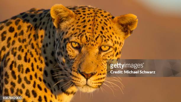 leopard (panthera pardus), animal portrait, view into the camera, eye contact, okahandja, namibia - panther schwarz stock pictures, royalty-free photos & images