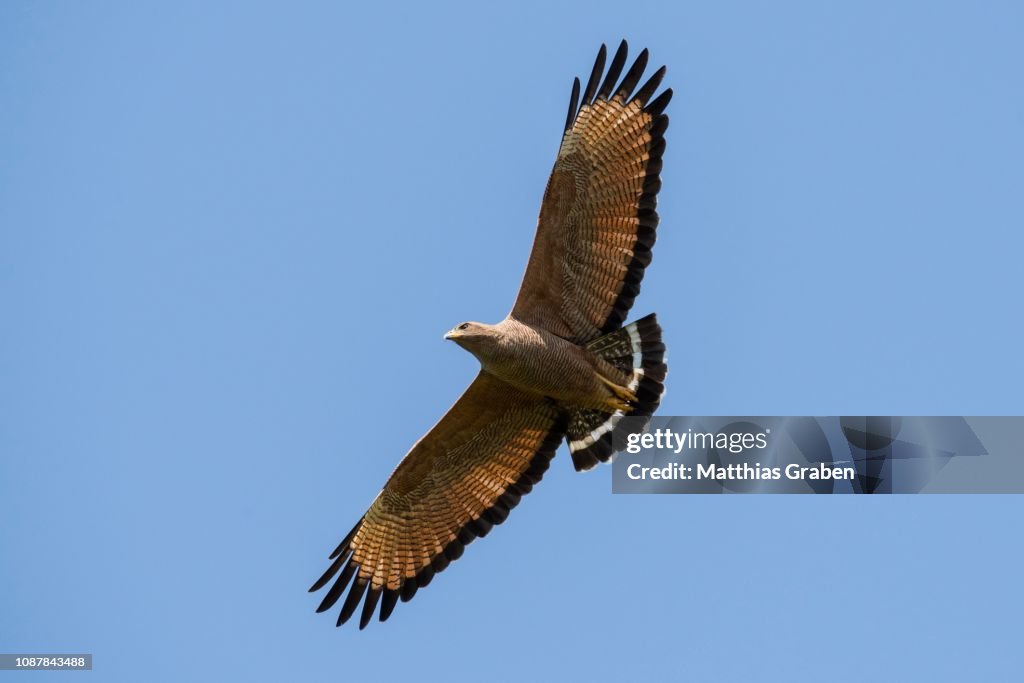 Savanna hawk (Buteogallus meridionalis) in flight, Pantanal, Mato Grosso, Brazil