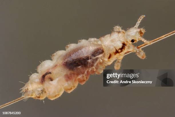 head louse (pediculus humanus capitis) on a human hair, germany - pediculosis capitis stock pictures, royalty-free photos & images