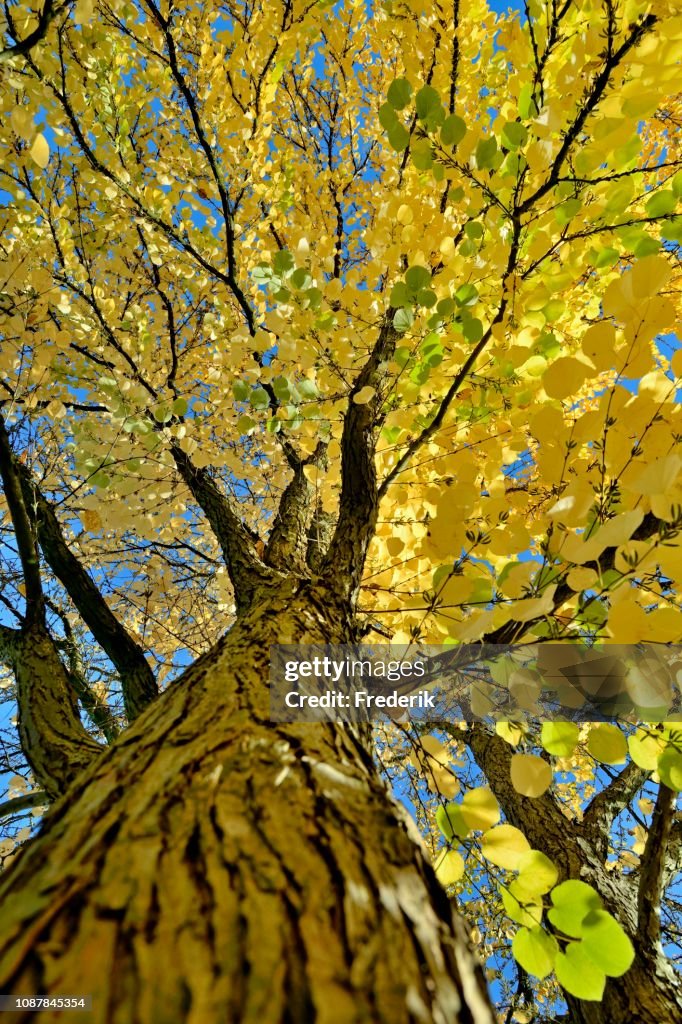 Katsura (Cercidiphyllum japonicum), treetop with autumn leaves, North Rhine-Westphalia, Germany