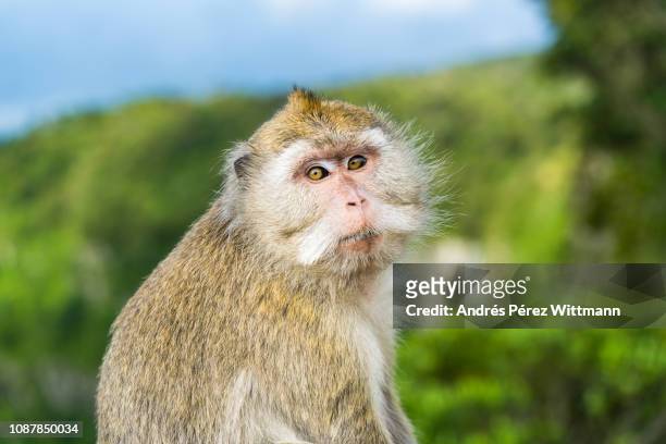 portrait of a monkey called long-tailed macaque. - macaque stock pictures, royalty-free photos & images