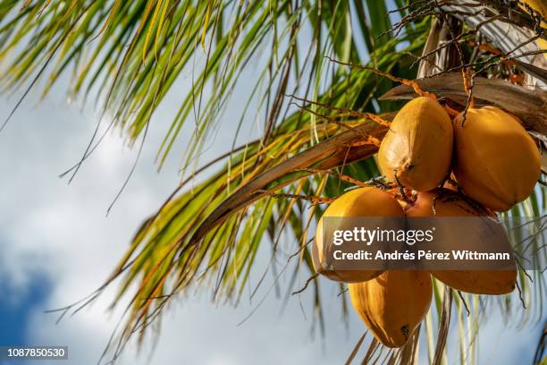 yellow king coconut (cocos nucifera) with - mauritius bildbanksfoton och bilder