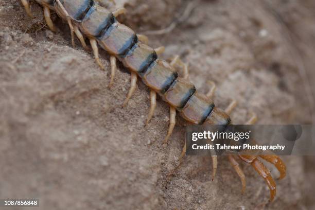 centipede - centipede stock pictures, royalty-free photos & images