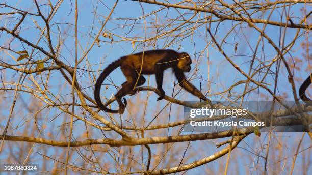 a howler monkey (alouatta paliatta) walks along a tree branch - howler stock pictures, royalty-free photos & images