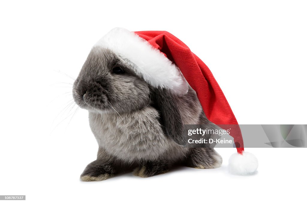 Rabbit