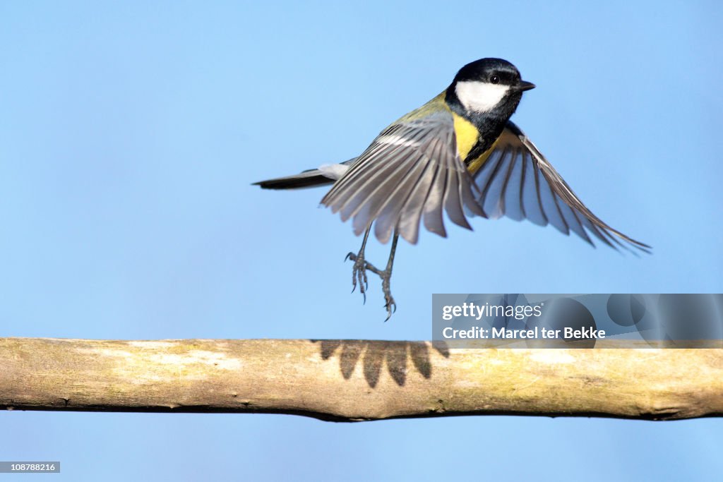 Ballerina bird