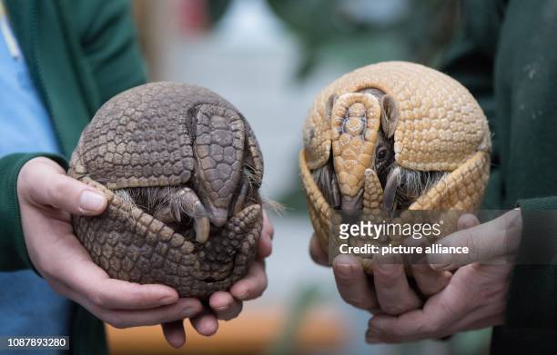 January 2019, Saxony, Hoyerswerda: Animal keepers keep two armadillos during the annual inventory in the tropical house at the zoo. The inventory...