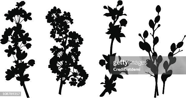 illustrations, cliparts, dessins animés et icônes de silhouettes de branches de printemps - saule blanc