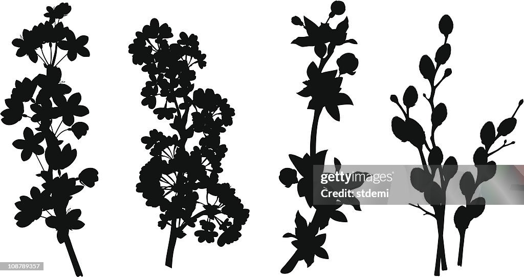 Spring branches silhouettes