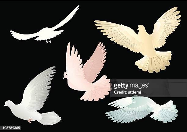 where - white pigeon stock illustrations