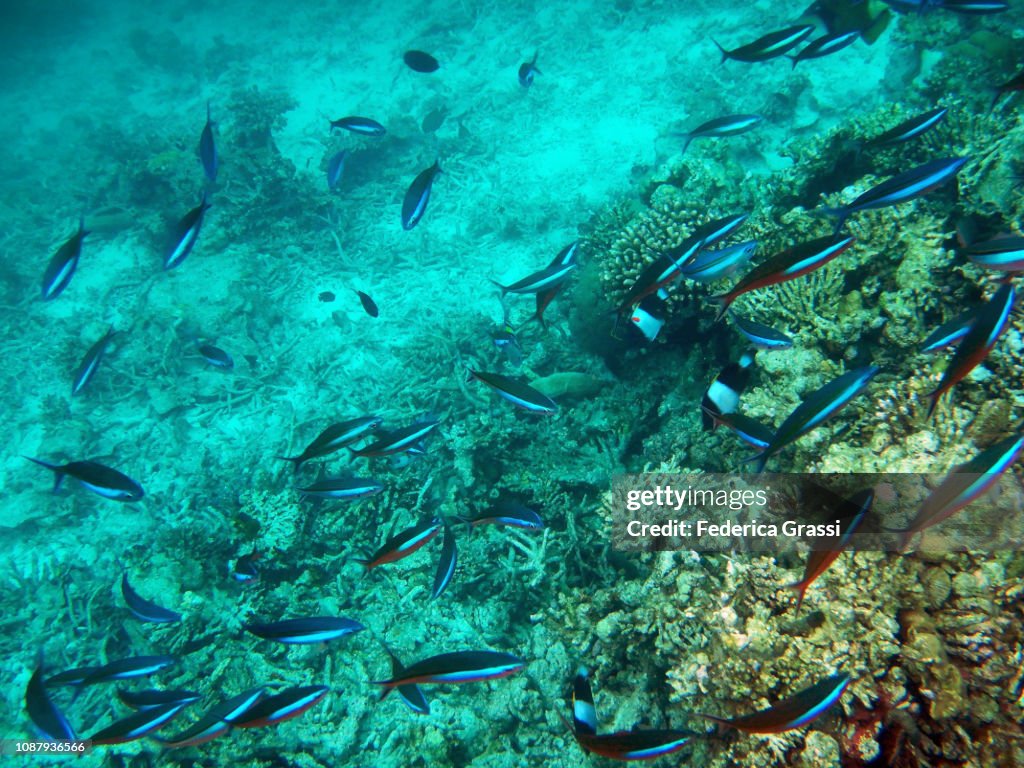 Shoal of Fusilier Fish On Maldivian Coral Reef
