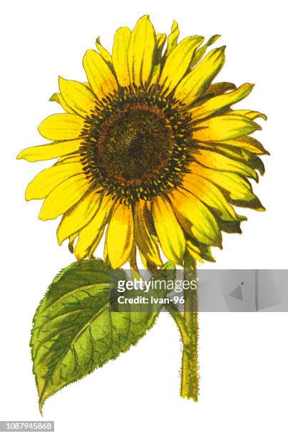 stockillustraties, clipart, cartoons en iconen met zonnebloem - sunflower