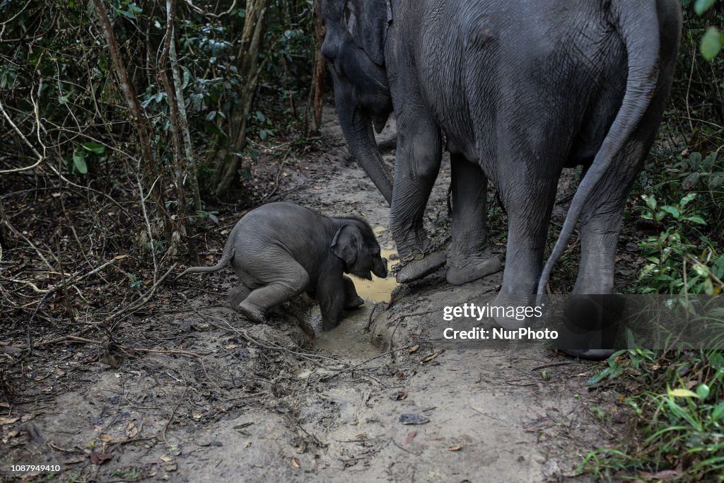 Sumatran Elephant At Way Kambas National Park