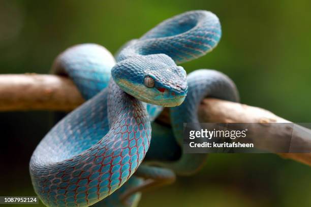 blue viper snake on a branch, indonesia - curled up stock pictures, royalty-free photos & images