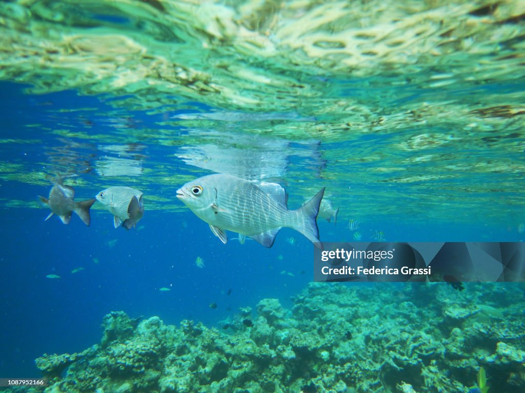 Group of Topsail Chub (Kyphosus cinerascens)