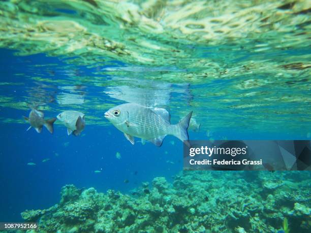 group of topsail chub (kyphosus cinerascens) - bermuda chub stock pictures, royalty-free photos & images
