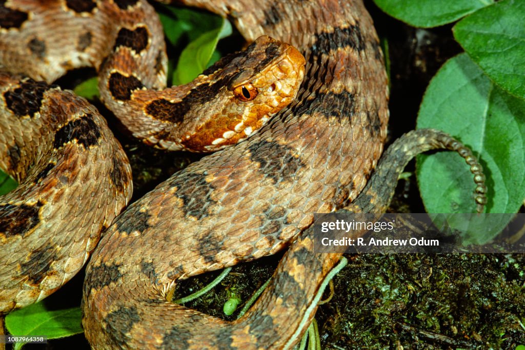 Red pigmy rattlesnake, Hyde County, NC