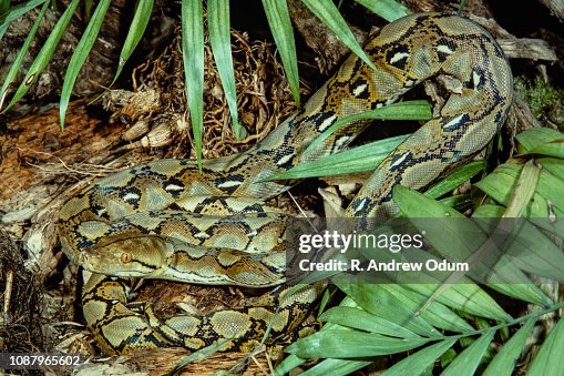Reticulated python Reticulated python