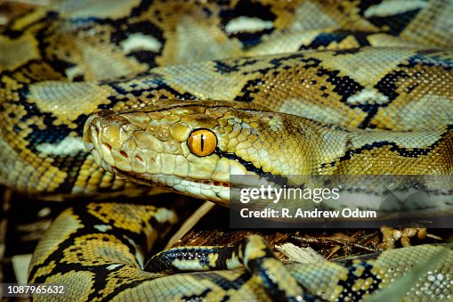 Reticulated python Reticulated python