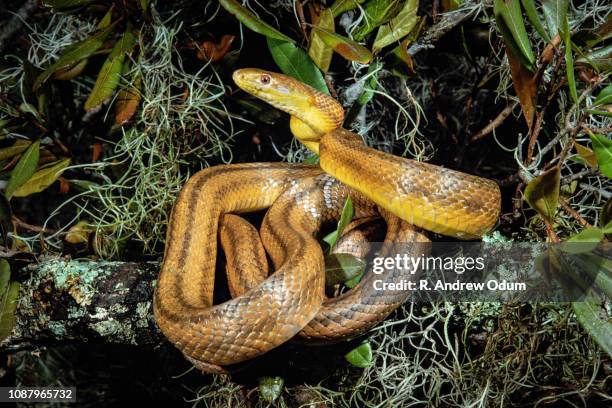 Everglades Rats 18 Rat Snakes In Florida Stock Photos, High-Res Pictures, and Images ...