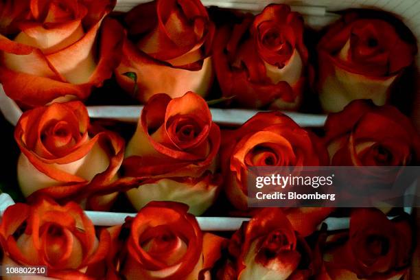 Tipped Roses 69 Red Tipped Roses Stock Photos, High-Res Pictures, and Images - Getty ...