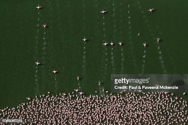Aerial view of Lesser Flamingos running to take flight