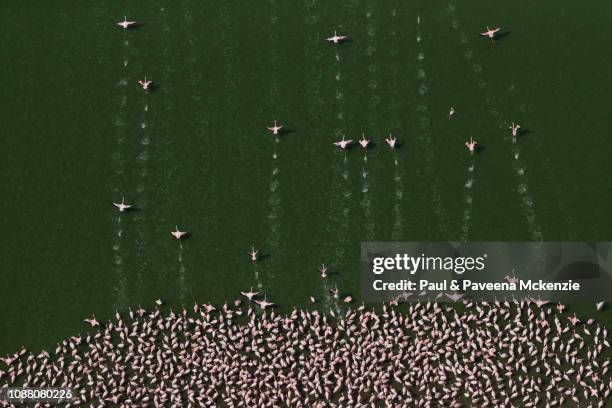 aerial view of lesser flamingos running to take flight - colônia grupo de animais - fotografias e filmes do acervo