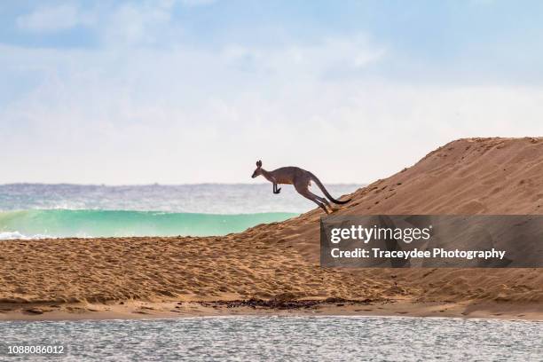 flying kangaroo going to a surf beach - thisisaustralia kangaroo stock pictures, royalty-free photos & images