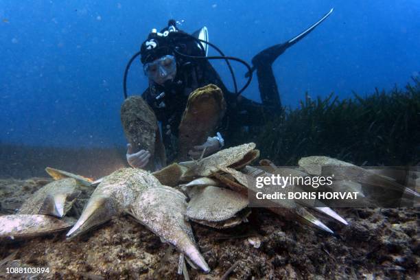 Pen Shell Fish Noble Pen Shell Photos and Premium High Res Pictures - Getty Images