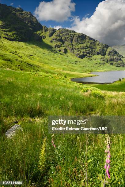 beinn an lochain mountain of the arrochar alps in sun with loch restil and green grass bracken and foxglove at rest and be thankful turnout scotland - digitalis alba stock pictures, royalty-free photos & images