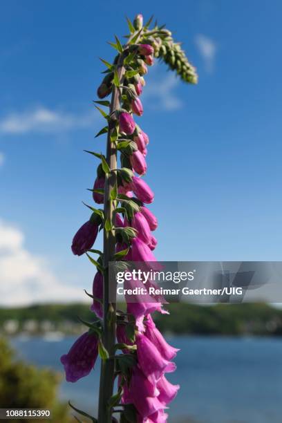 single column of purple foxglove flowers at loch etive on ardmucknish bay at north connel scotland uk beside the oban airport - digitalis alba stock pictures, royalty-free photos & images