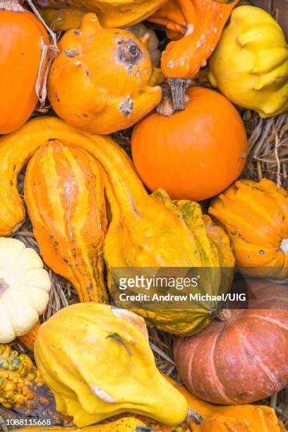 large variety of pumpkins of different shapes on sale at campo de' fiori market, rome, italy. - ugly pumpkins stock-fotos und bilder