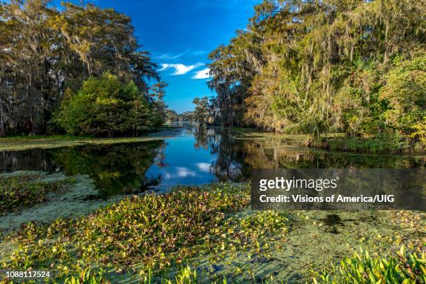 cajun swamp & lake martin, near breaux bridge and lafayette louisiana - lafayette louisiana foto e immagini stock